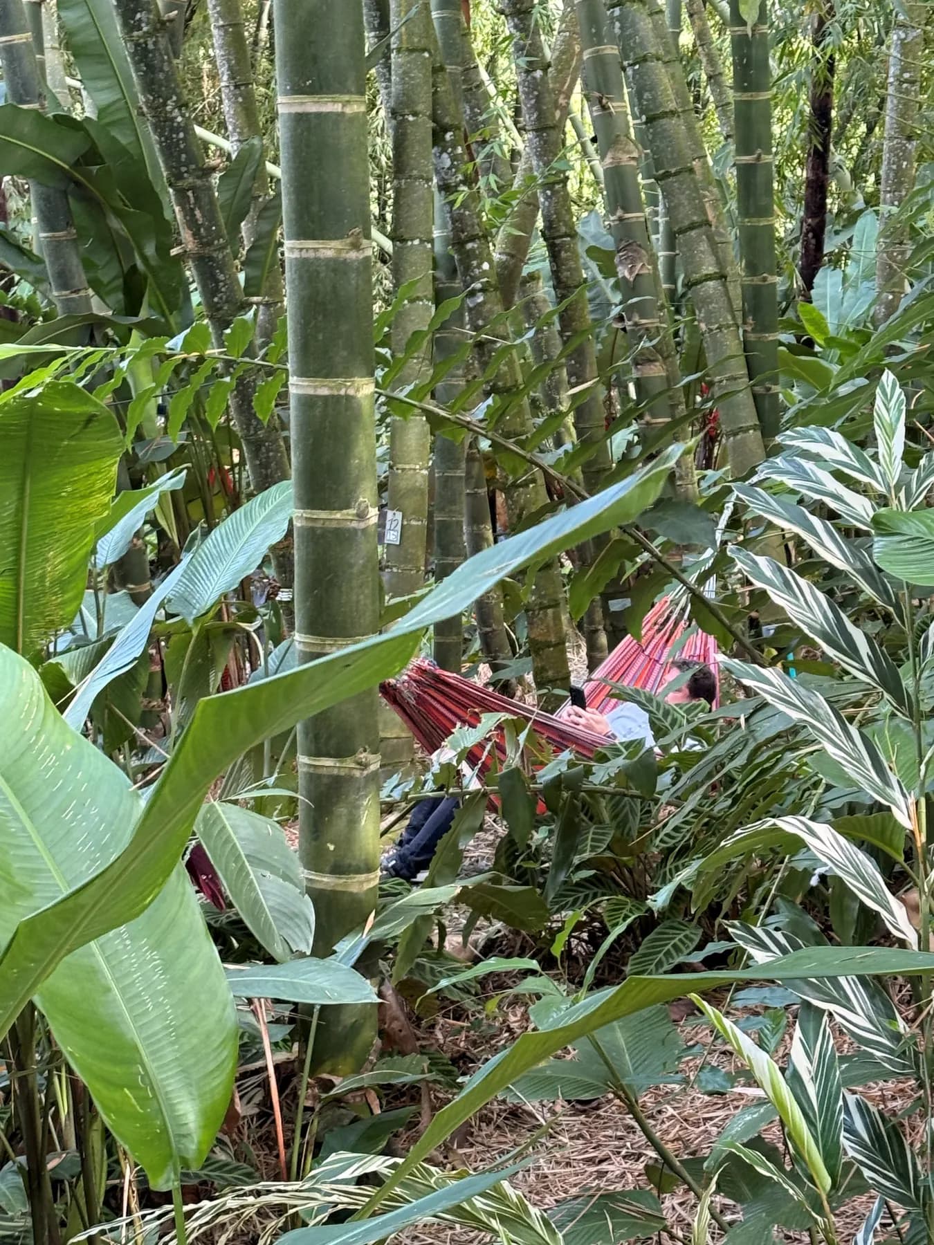 Dirt path between tall bamboo canes
