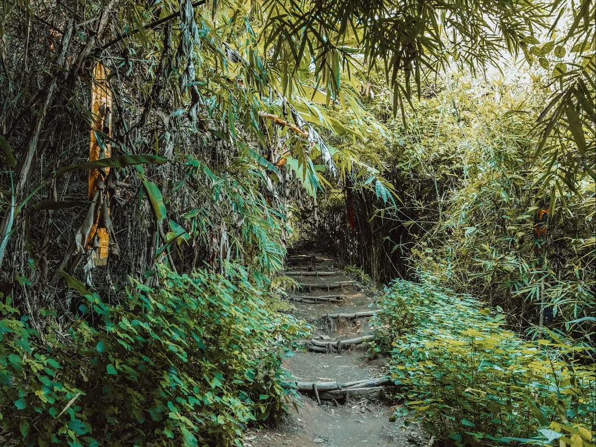 Steps on a trail through a bamboo grove