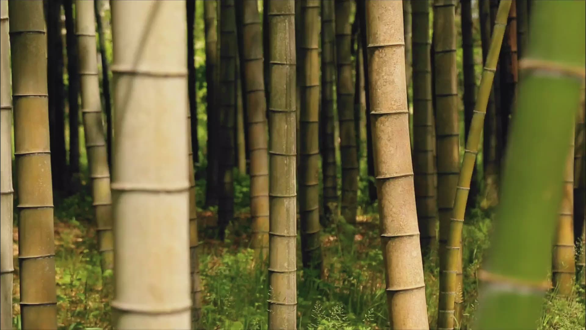 Bamboo canes backlit by the sun, green grass at their base, in a close frame