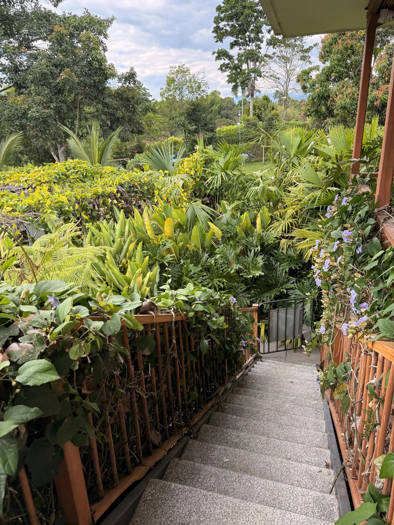 Stone steps descending between wooden railings with purple flowers, towards the tropical garden