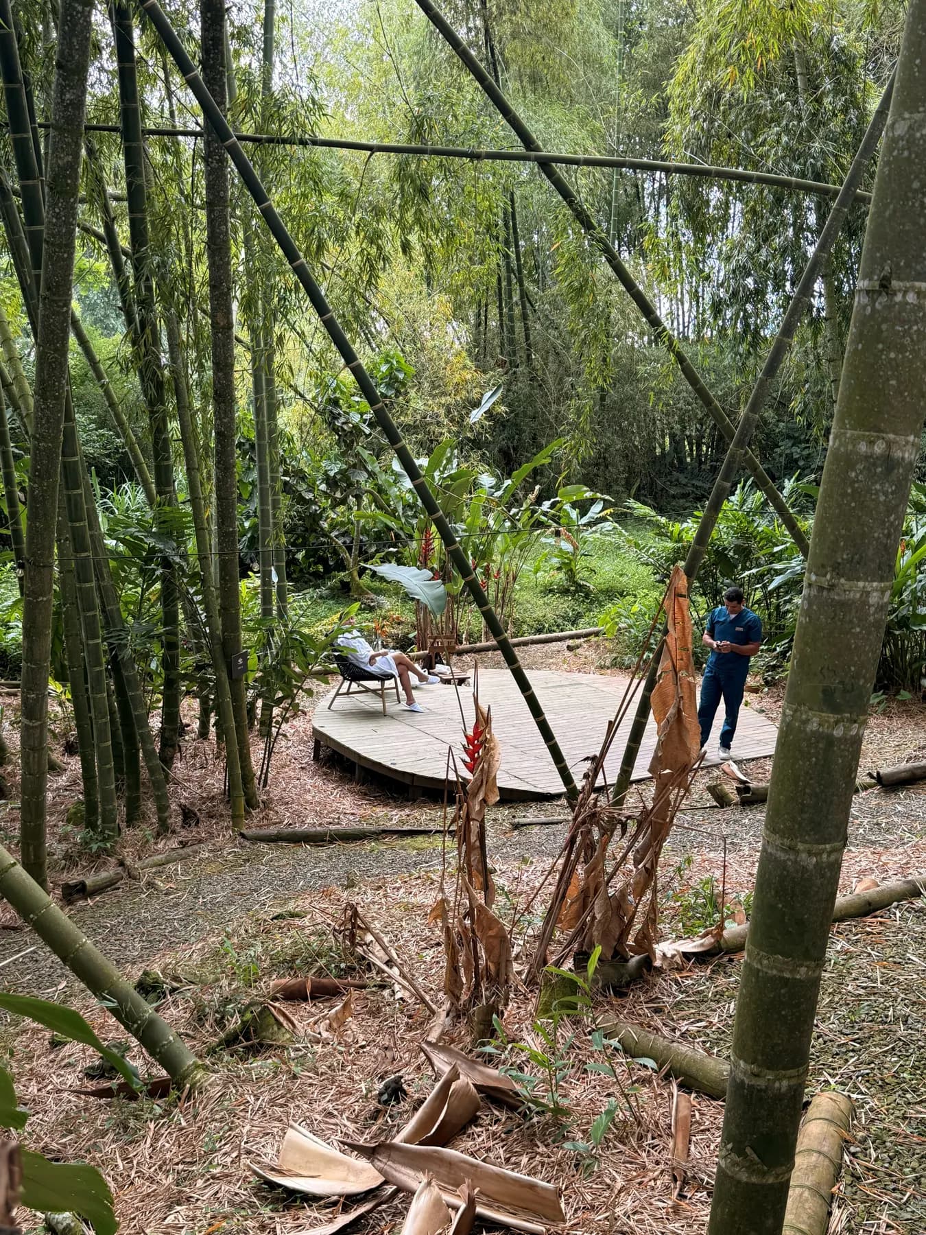 Trail with a wooden deck among the bamboo canes